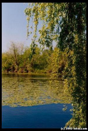 arboretum pond