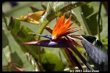 maui south kihei birdofparadise