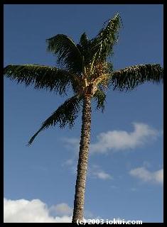 maui south kihei palmtree